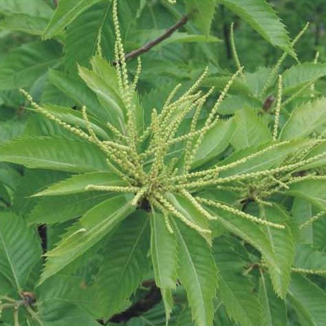  Image name: castagno fiori3.jpg 
 width: 474 pixel 
 height: 474 pixel 
 Size: 50854 bytes 
 Click to enlarge 